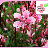 가우라핑크나비바늘꽃씨앗(100립)