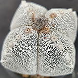 Astrophytum myriostigma cv. ONZUKA4봉v타입니다 4v