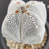 Astrophytum myriostigma cv. ONZUKA 