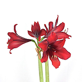 서비내 아마릴리스 레드라이온 화분구근 Amaryllis Red Lion 빨강꽃 구근식물/홑꽃 야생화