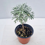 스노우트리 (아르테미시아 스텔레리아나(Artemisia stelleriana)