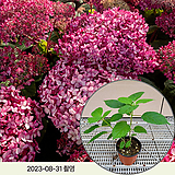 Hydrangea macrophylla / 10cm