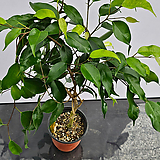 Ficus benjamina L. 