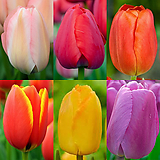Tulipa gesneriana 