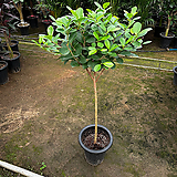 Ficus elastica 120cm