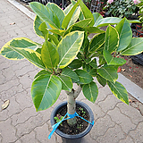 Ficus benghalensis []__90-100cm_33.0