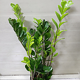 Zamioculcas zamiifolia []__60-70cm_16.9