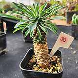 Euphorbia hypogaea 30