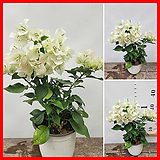 꽃과나무] 흰색 부겐빌레아 (부겐베리아,30-40cm)