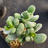 Cotyledon orbiculata cv variegated 6