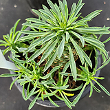 Euphorbia hypogaea 73