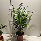 Areca Palm 35-55cm 89