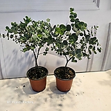Eucalyptus 2     15-30cm 59