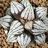 전인미답 (Haworthia picta)