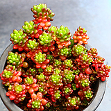 Sedum Rubrotinctum Redberry 9