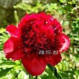 빨강겹작약(레드참)-노지월동