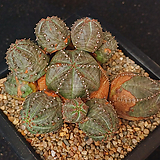 Euphorbia obesa (Baseball Plant)  203.