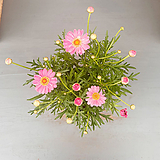 목마가렛 라리타 살몬핑크 핑크삼색 외목대 꽃대 중품