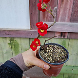 [하와이꽃집] 홍천조 매화 명자나무 초특가