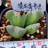 Conophytum bilobum추홍 