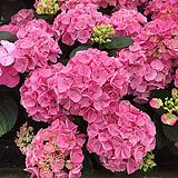 유럽원예수국 컨페티 드림   14CM 포트  수국나무  조경수  분홍꽃   반려식물  꽃보러가자