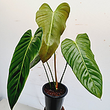 Philodendron Esmeraldense // 72  48  37