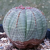 Euphorbia obesa (Baseball Plant)  