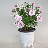 Argyranthemum frutescens 