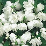 유럽고광나무 스노우벨 7치 포트 조경수 정원수 가드닝 묘목 겹꽃 백색꽃 향기꽃