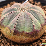 Euphorbia obesa (Baseball Plant)  )   0210-108