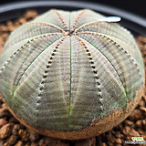 Euphorbia obesa (Baseball Plant)  )   0210-112
