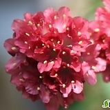 칼잎아르메니아 꽃대