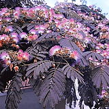 자엽 자귀나무 썸머 초코릿 c2포트  신품종