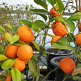 오렌지레몬나무  열매 예뻐요..