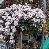 꽃피는Crassula argentea f variegata 