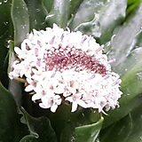 Cirsium japonicum var. maackii 