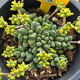 Crassula namaquensis ssp. comptonii -19