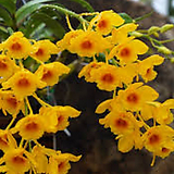 Dendrobium chrysotoxum Dendrobium Chrysotoxum.......