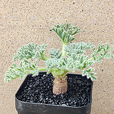 Pelargonium appendiculatum / -4853