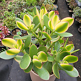 Crassula argentea f variegata 
