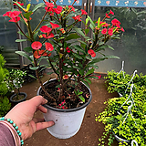 Euphorbia milii 