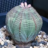 Euphorbia obesa (Baseball Plant)  