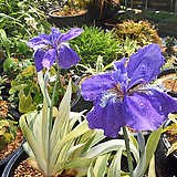 Iris sanguinea 4 -4
