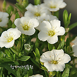 [청계산식물원] 꽃대 남도자리 / 사진촬영 2024년 3월 9일