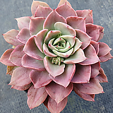 E. Pinky variegated  