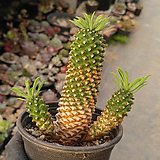Euphorbia hypogaea 06