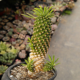 Euphorbia hypogaea 02