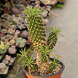 Euphorbia hypogaea 09