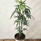 대나무 홍콩야자나무  (45-55cm)