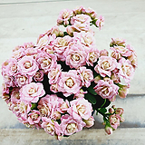 퀸모아칼란디바 분홍꽃